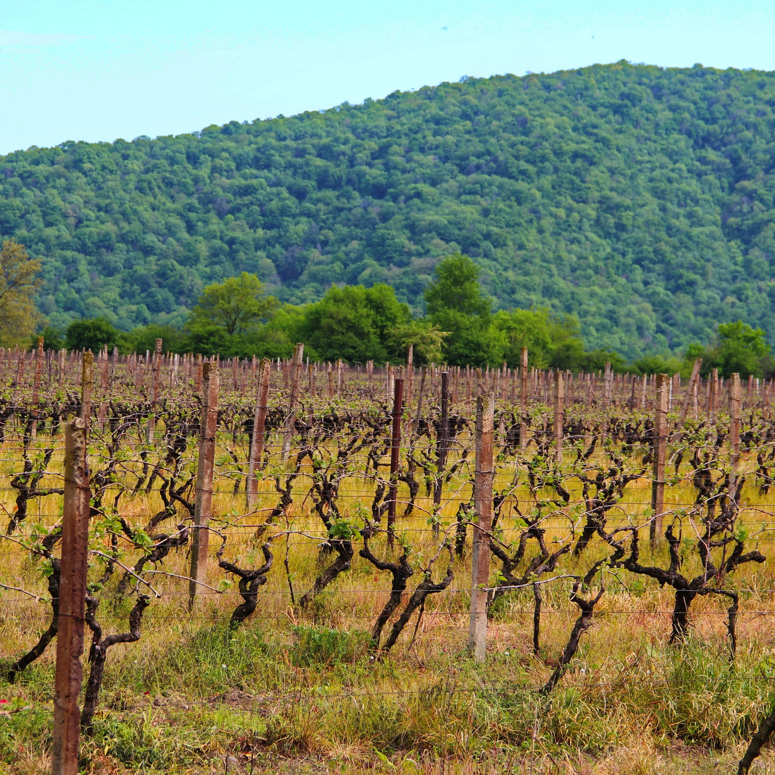 Четвертый день