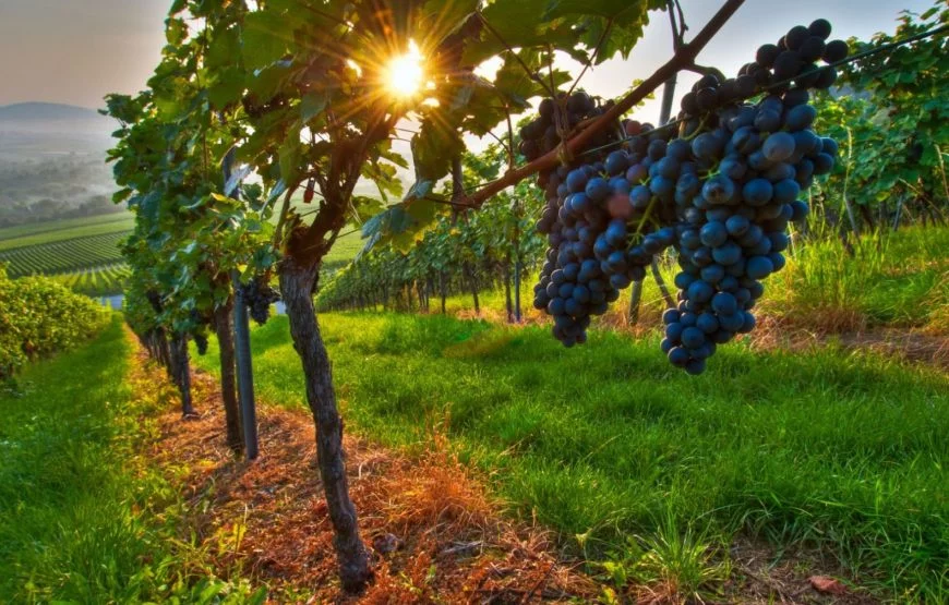 Cradle of Wine – Tour From Tbilisi To Bodbe, Sighnaghi and Tsinandali – Wine Tasting